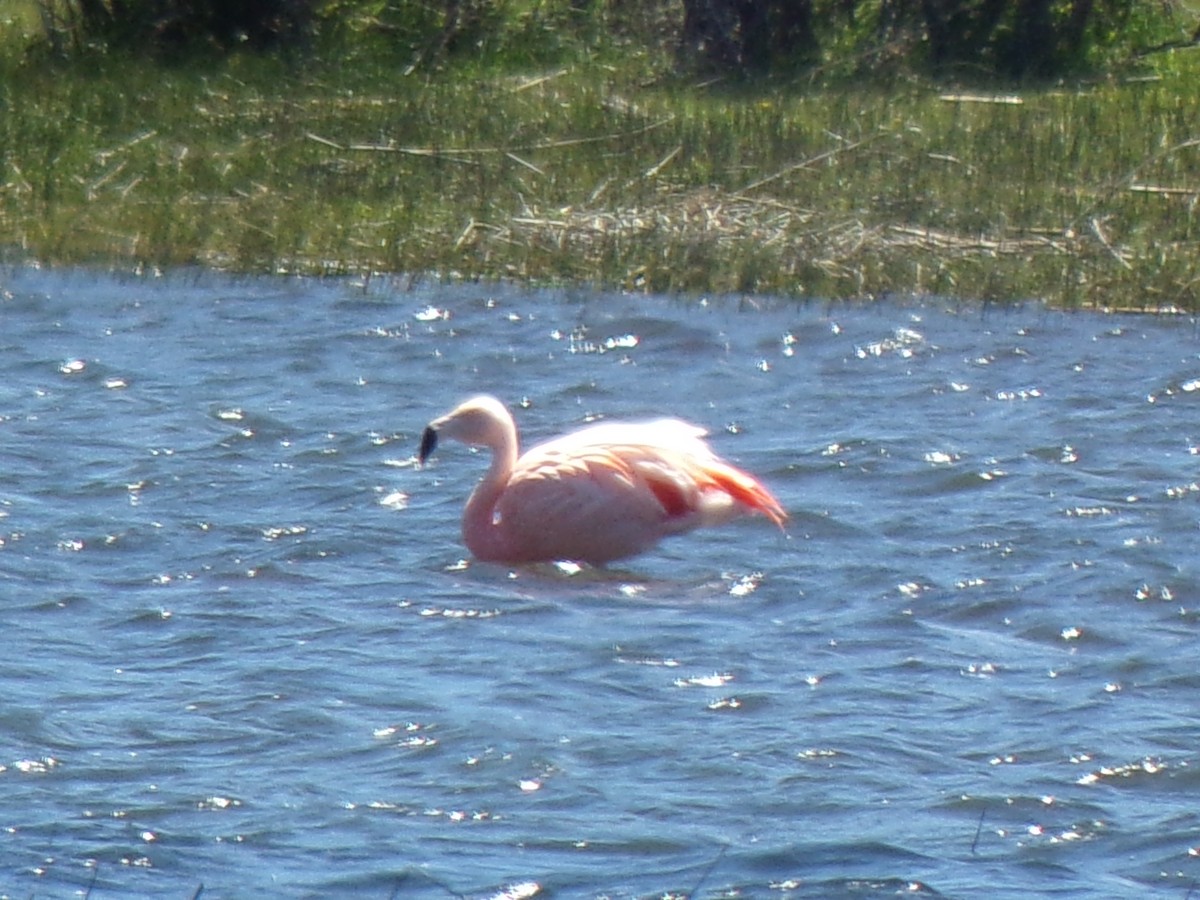 Chilean Flamingo - ML611641497