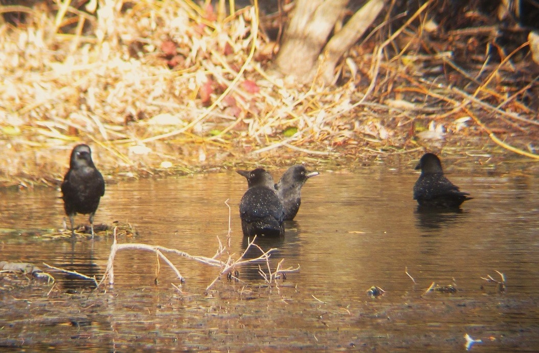 American Crow - ML611641648