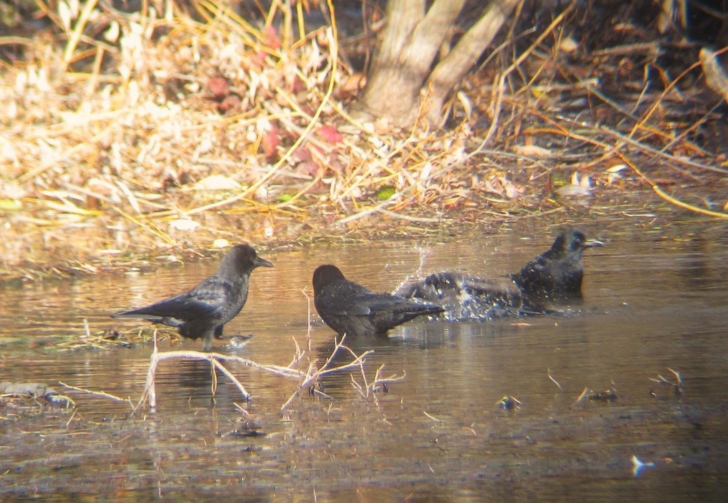 American Crow - ML611641654