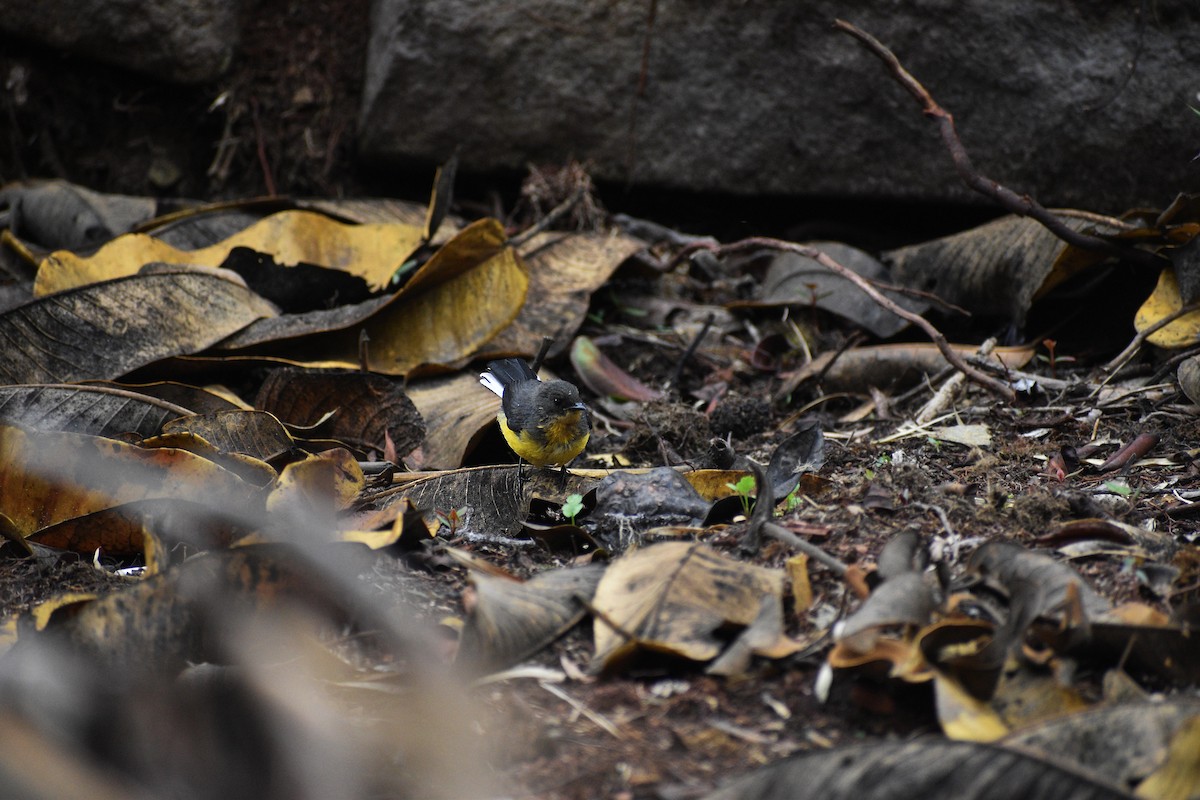 Spectacled Redstart - Angel Colchado Dominguez