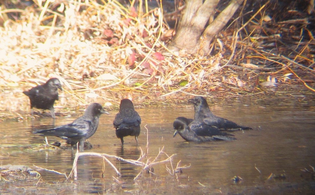 American Crow - ML611641678