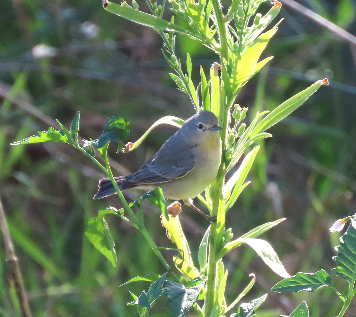 Lucy's Warbler - ML611641687