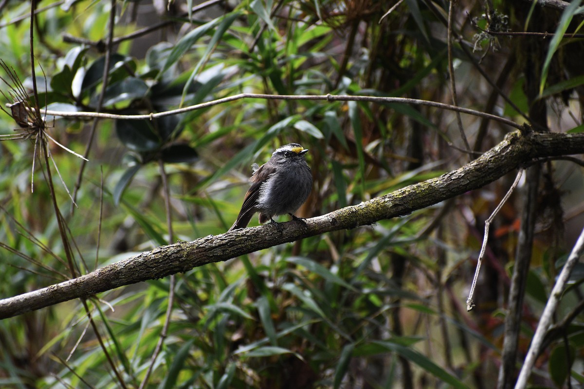 Crowned Chat-Tyrant - ML611641692