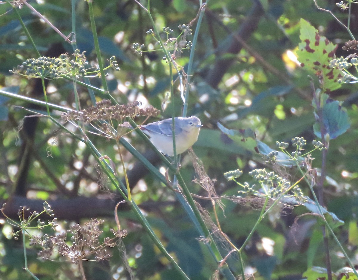Lucy's Warbler - ML611641709