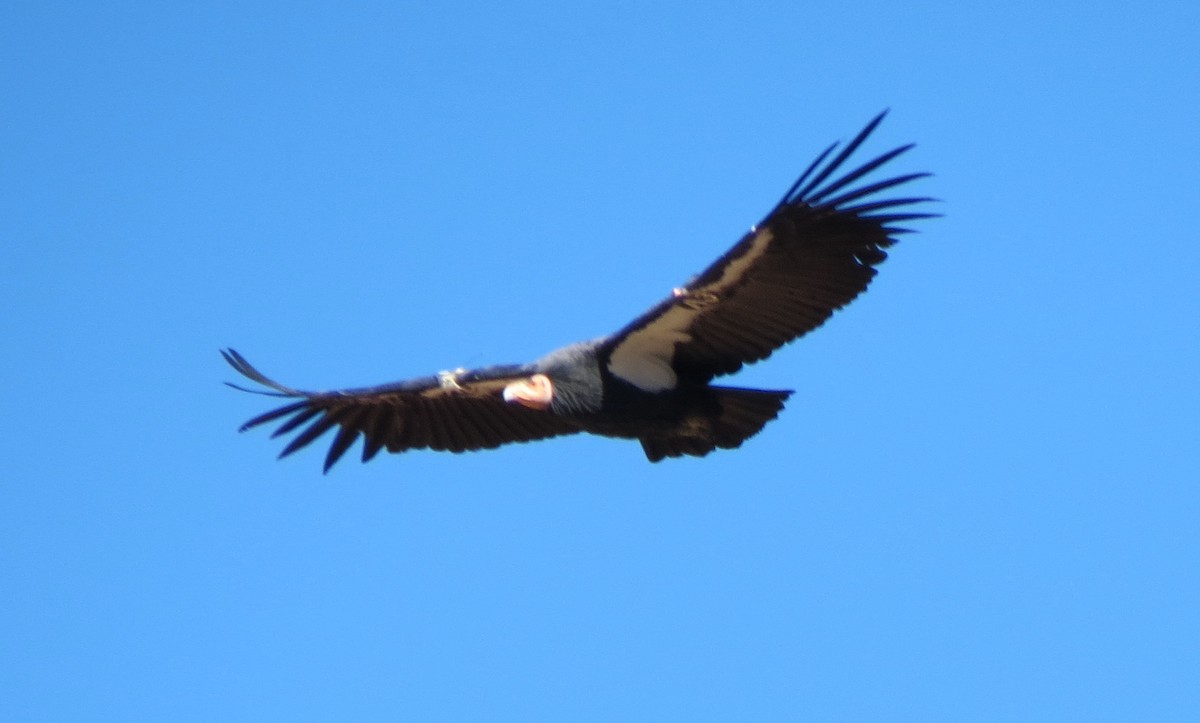 California Condor - ML611641712