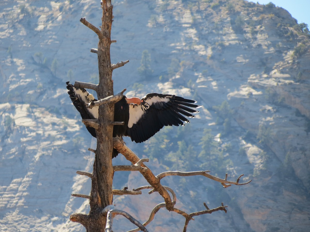 California Condor - ML611641713