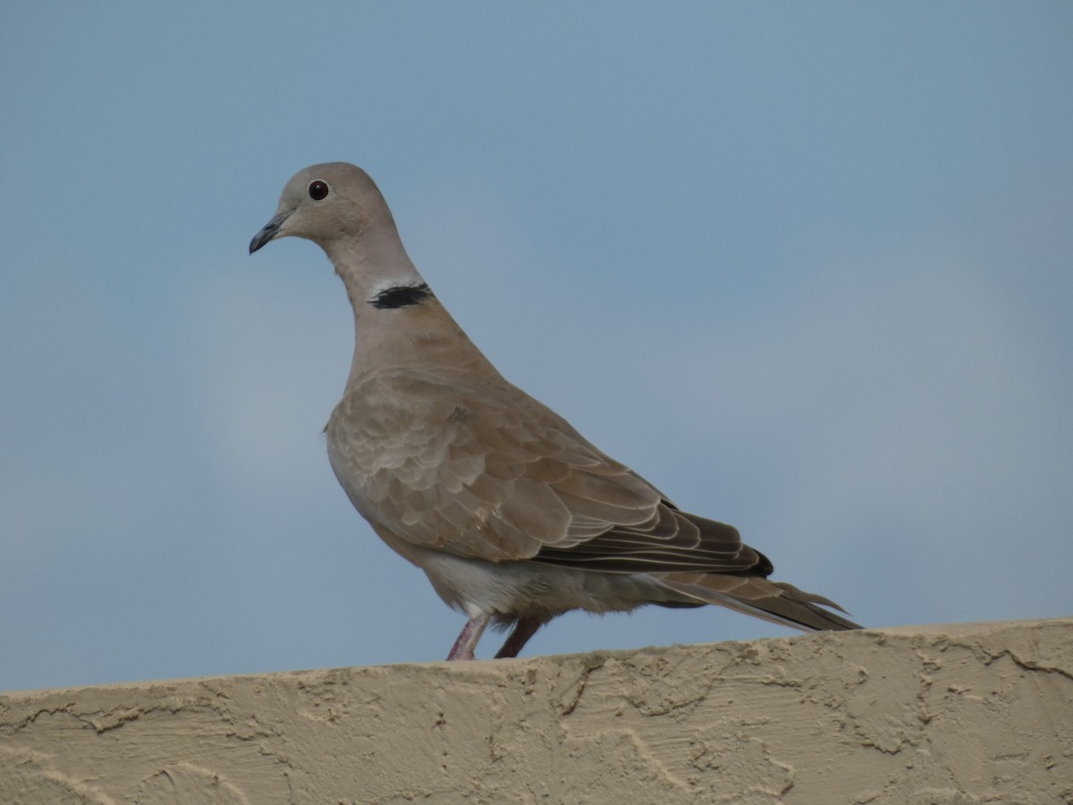 Eurasian Collared-Dove - ML611641716