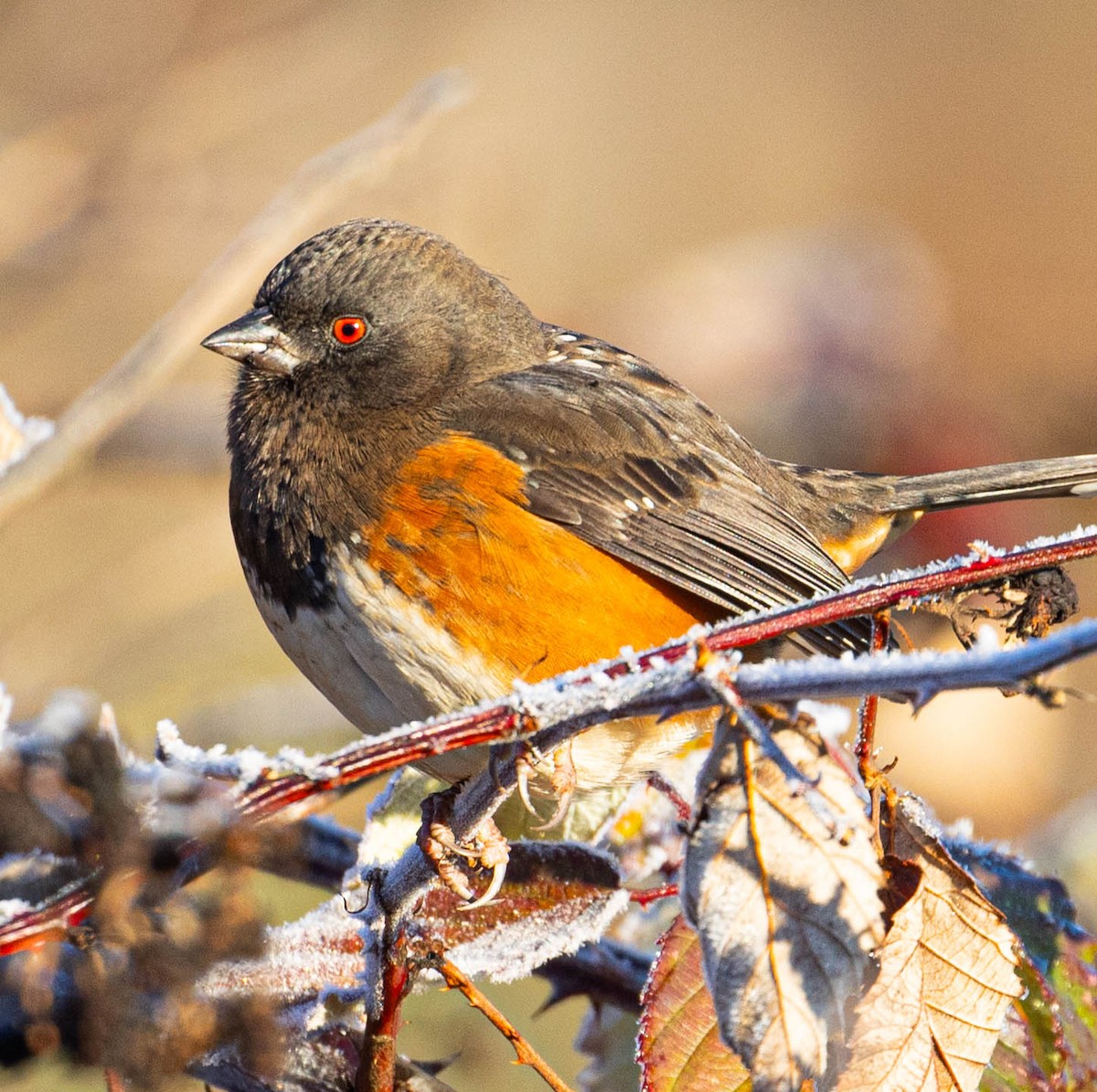 Spotted Towhee - ML611641801