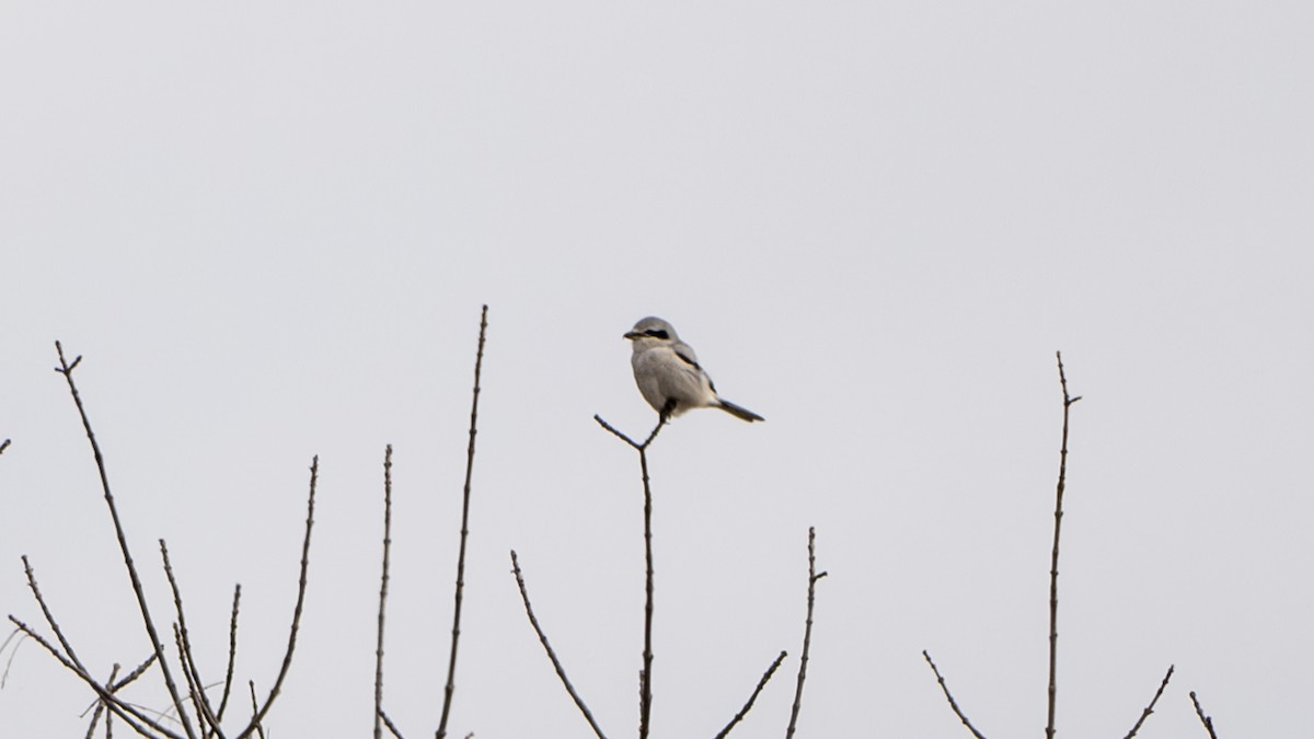 Northern Shrike - ML611641999