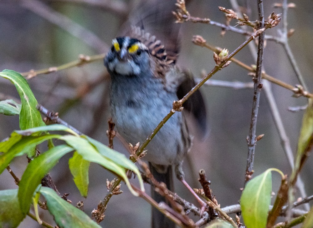 White-throated Sparrow - ML611642003