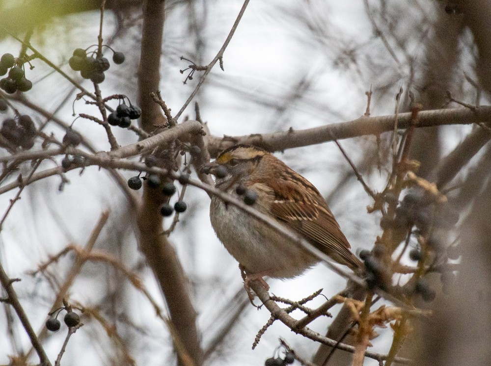 White-throated Sparrow - ML611642004