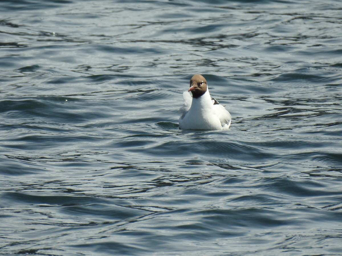 Brown-hooded Gull - ML611642072