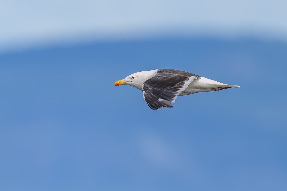 Great Black-backed Gull - ML611642130