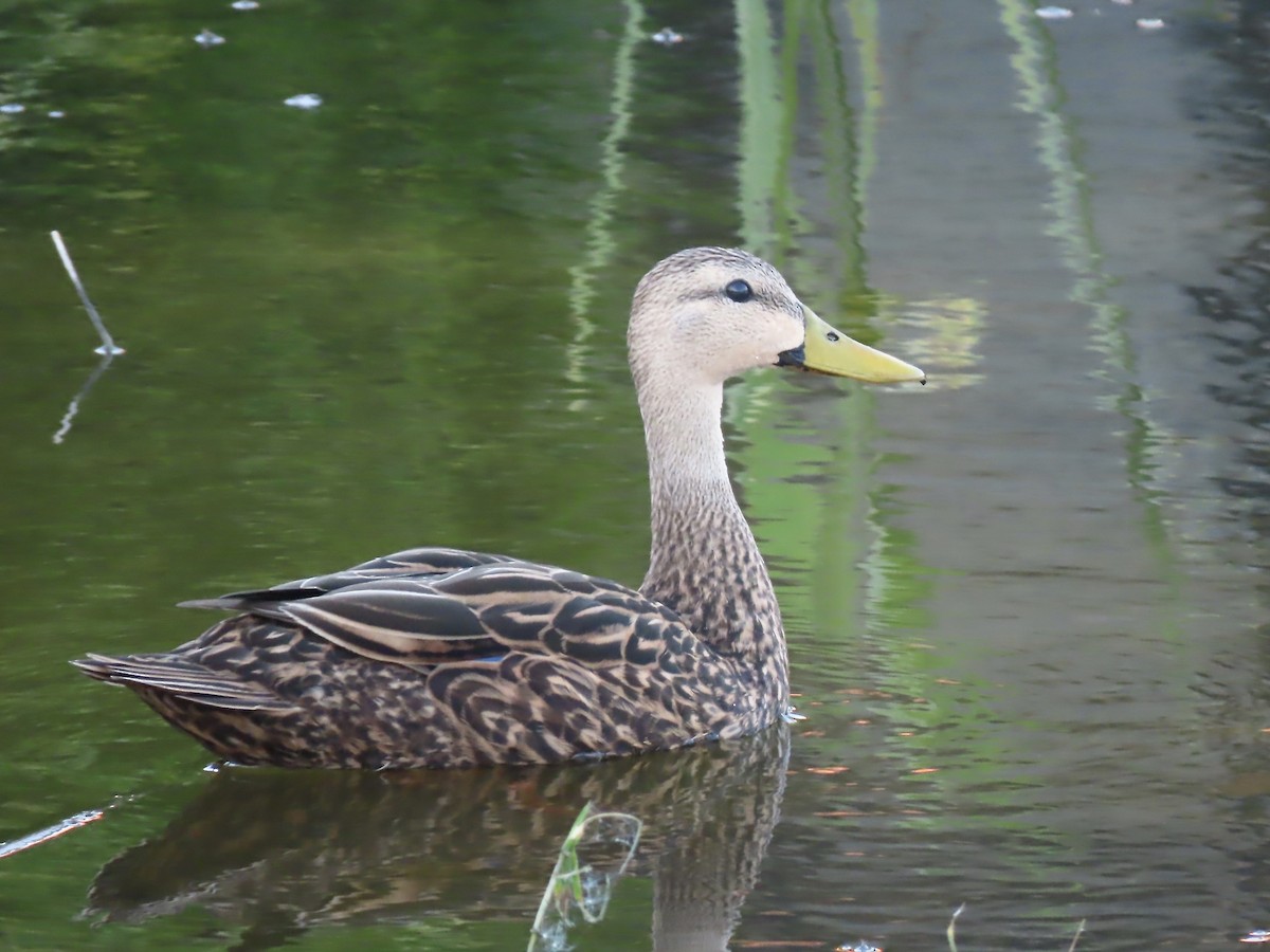 Mottled Duck - Marjorie Watson