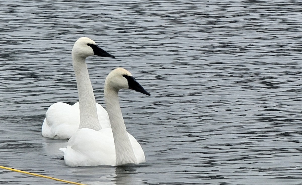 Trumpeter Swan - Joseph Cooney