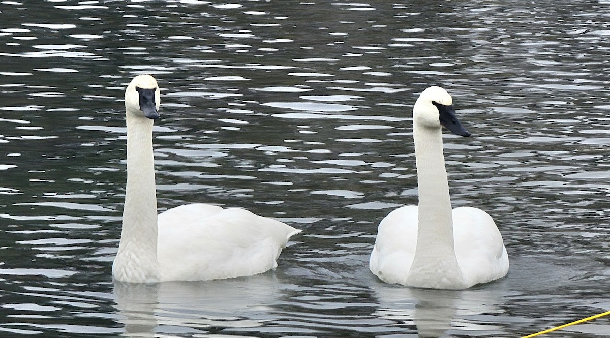 Trumpeter Swan - ML611642276