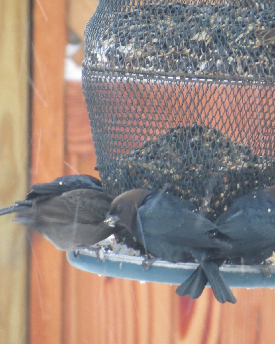 vlhovec hnědohlavý - ML611642298