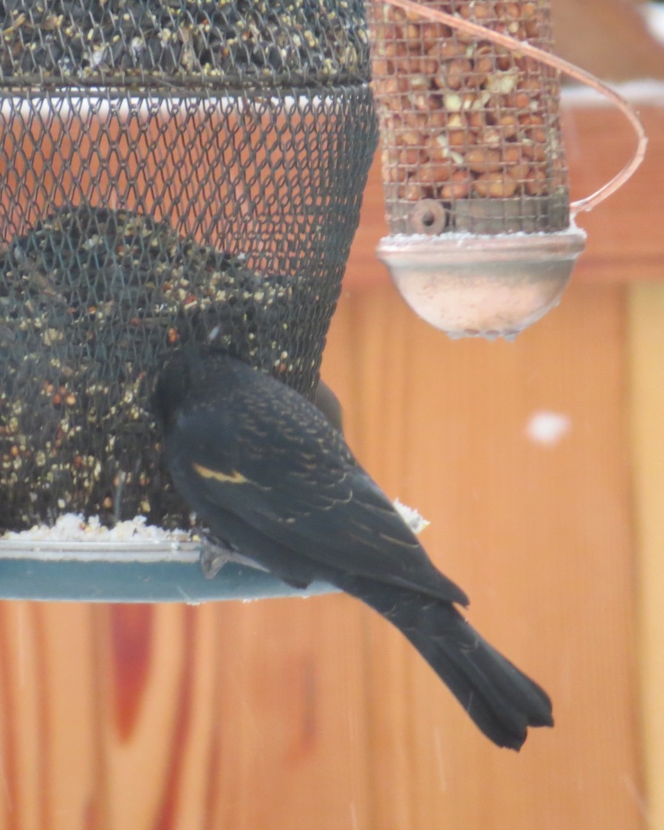 vlhovec červenokřídlý - ML611642300