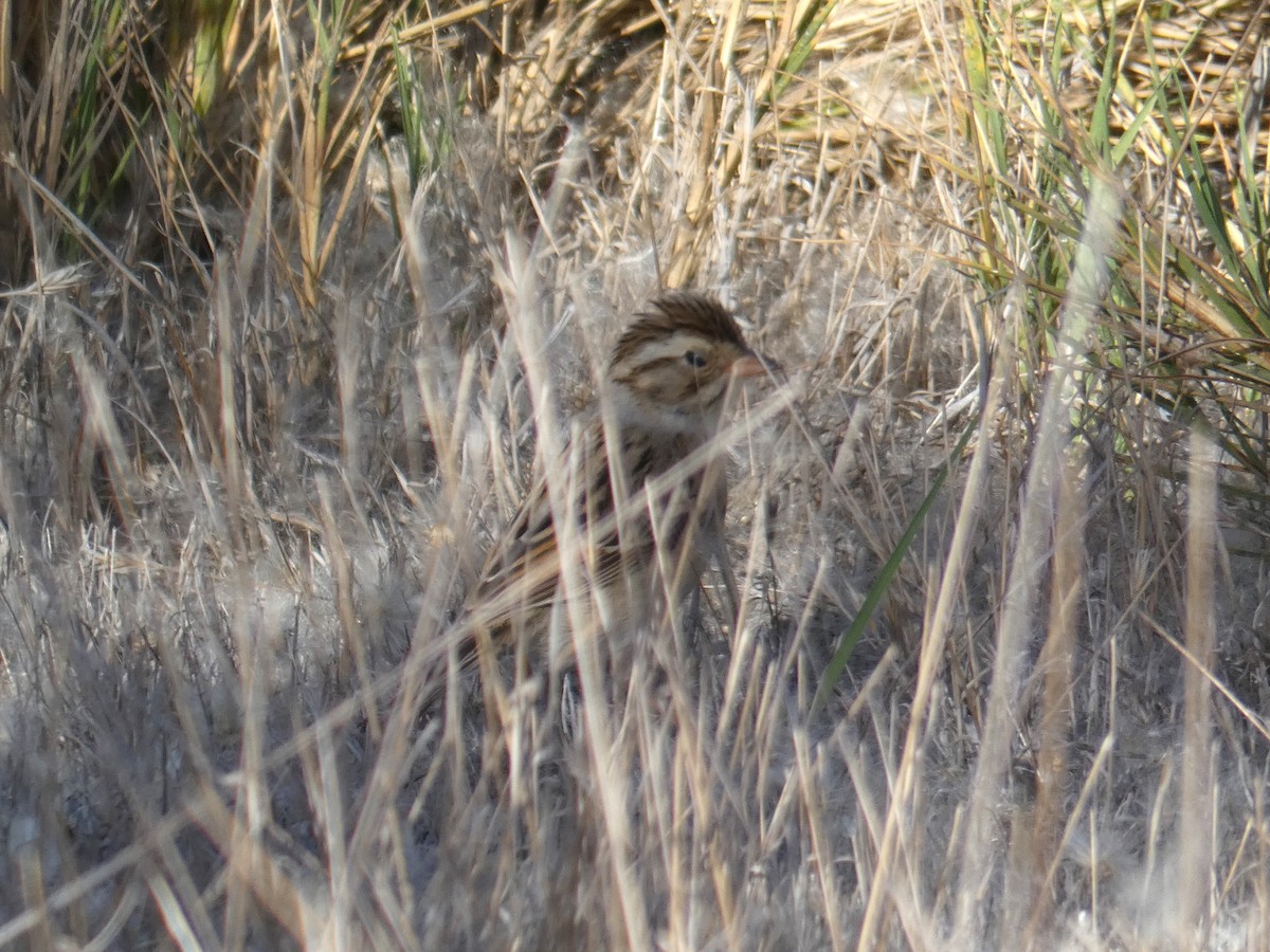 Clay-colored Sparrow - ML611642313