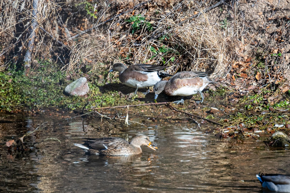 American Wigeon - ML611642346