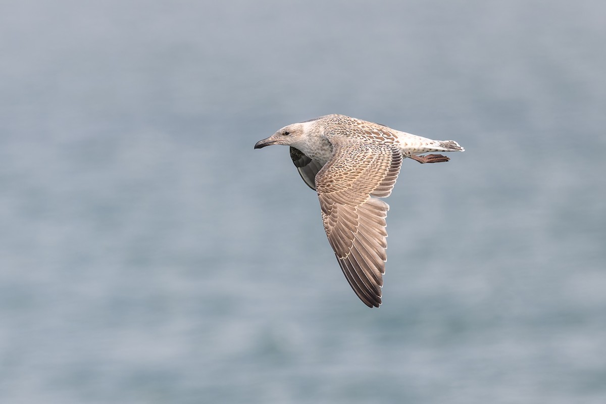 Great Black-backed Gull - ML611642414