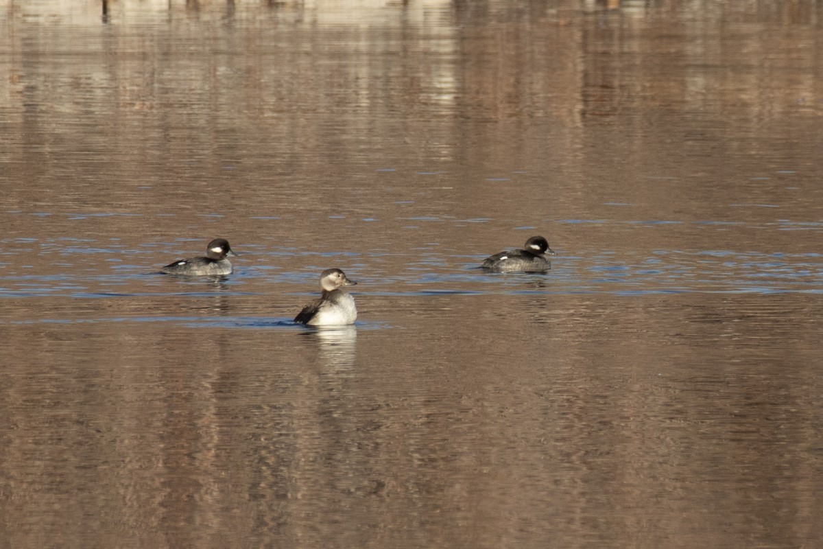 Long-tailed Duck - ML611642425
