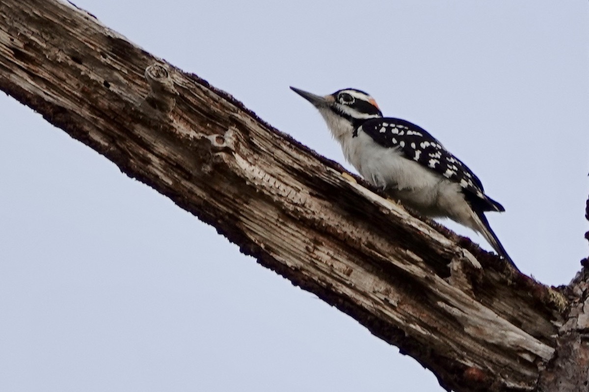 Hairy Woodpecker - Russ  And Theresa