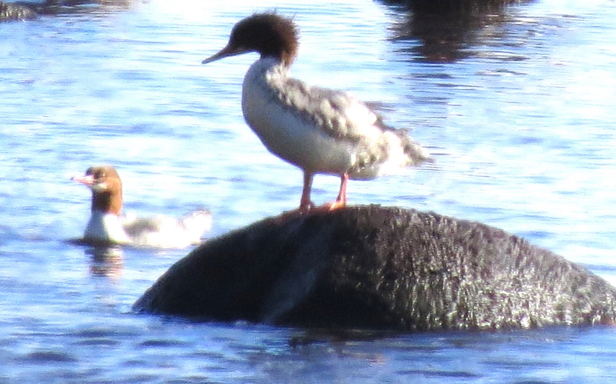 Common Merganser - James Hirtle