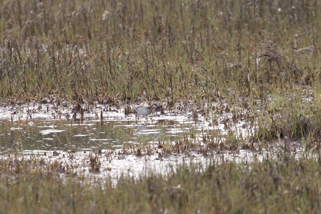 Wilson's Phalarope - ML611642700