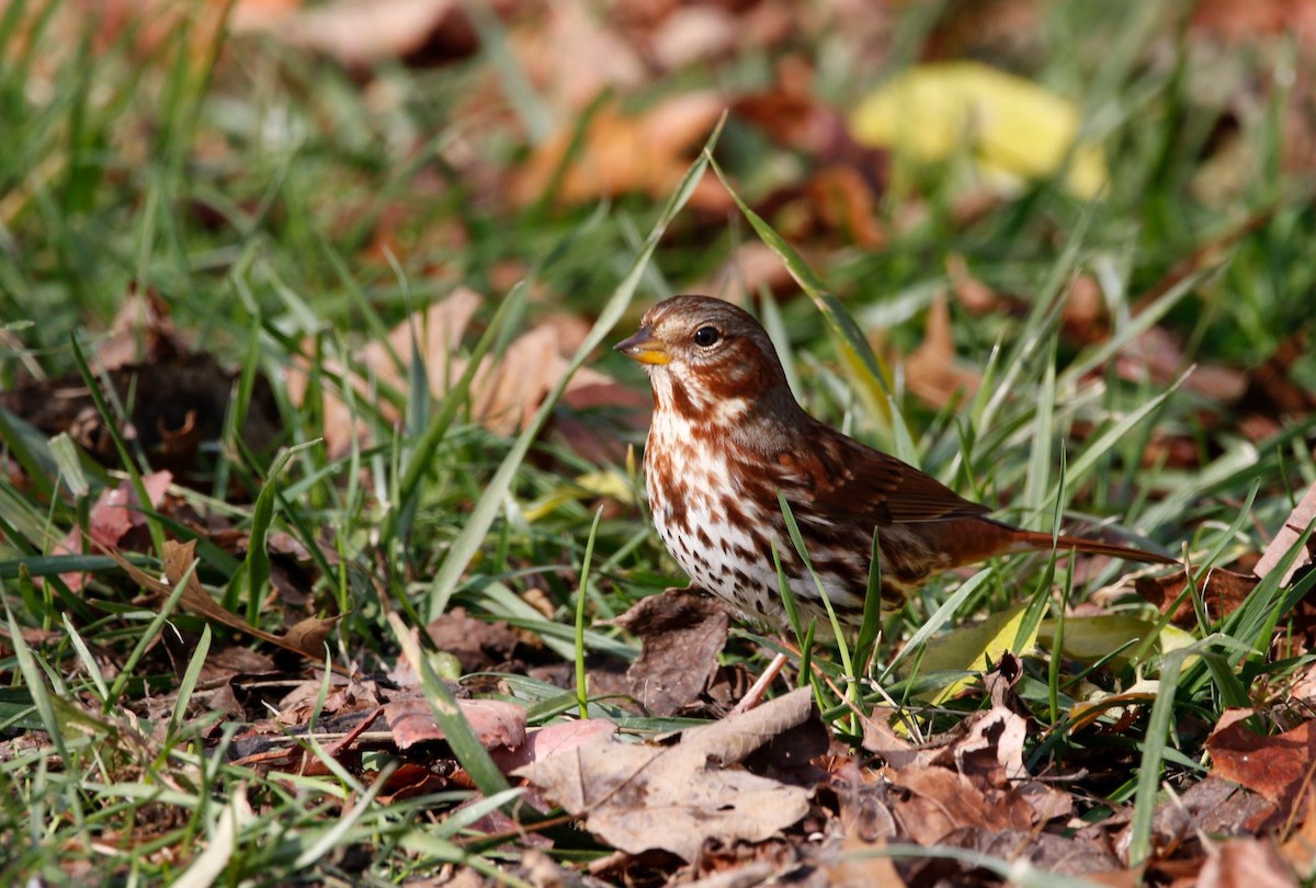 Fox Sparrow - Justin Bush