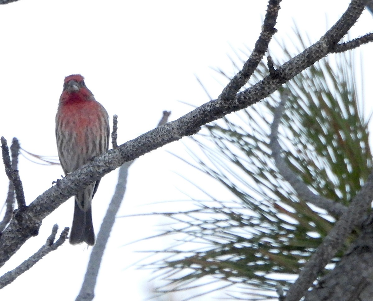 House Finch - ML611642733