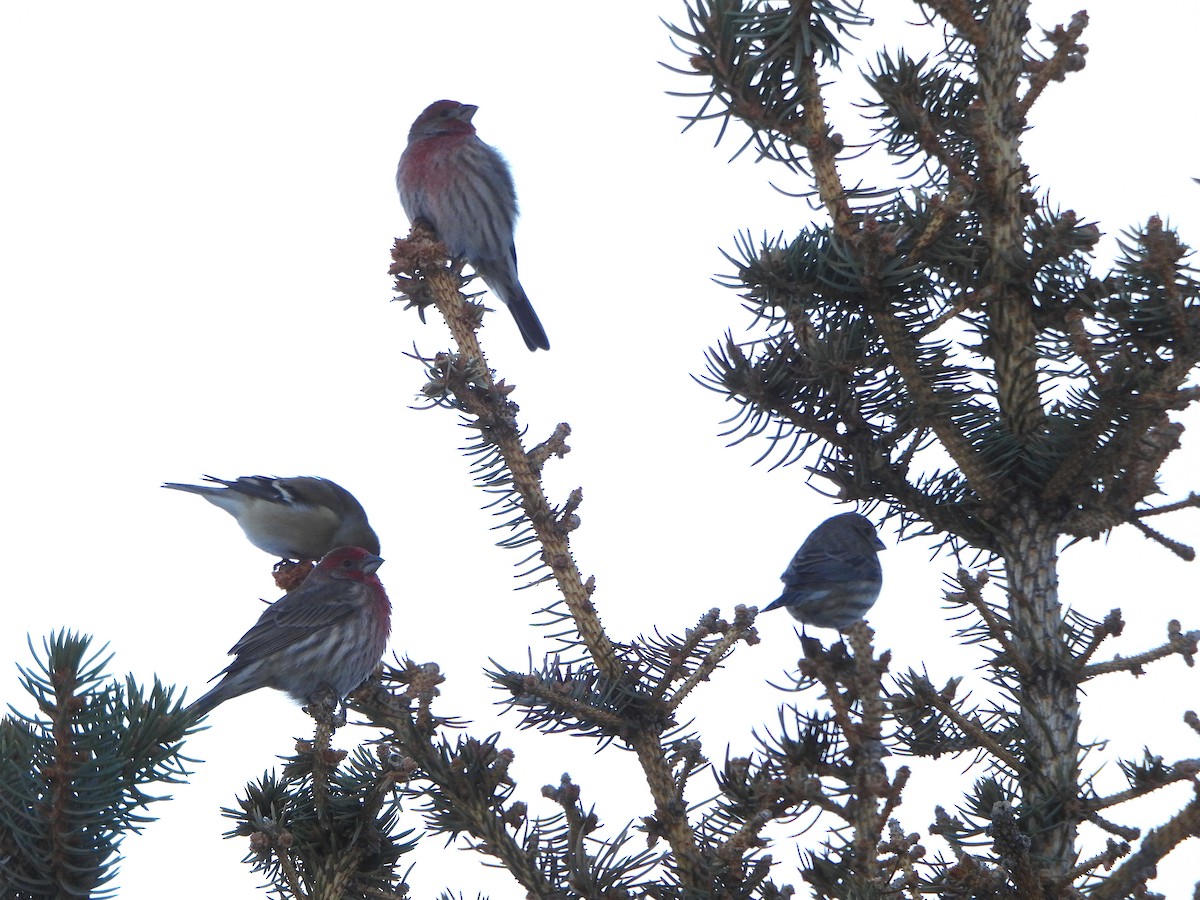 House Finch - ML611642734