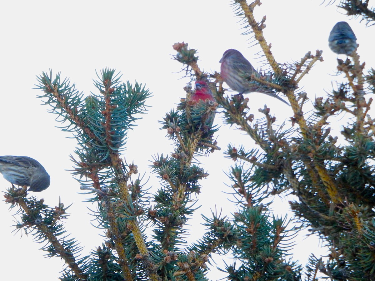 House Finch - ML611642736