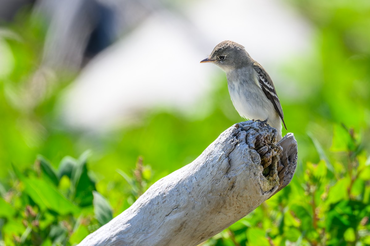 Least Flycatcher - ML611642738