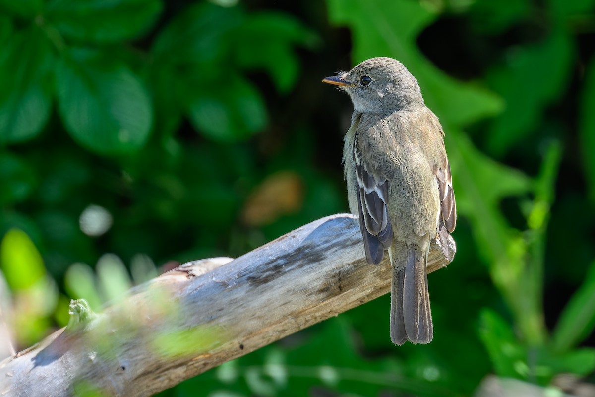 Least Flycatcher - Simon Villeneuve