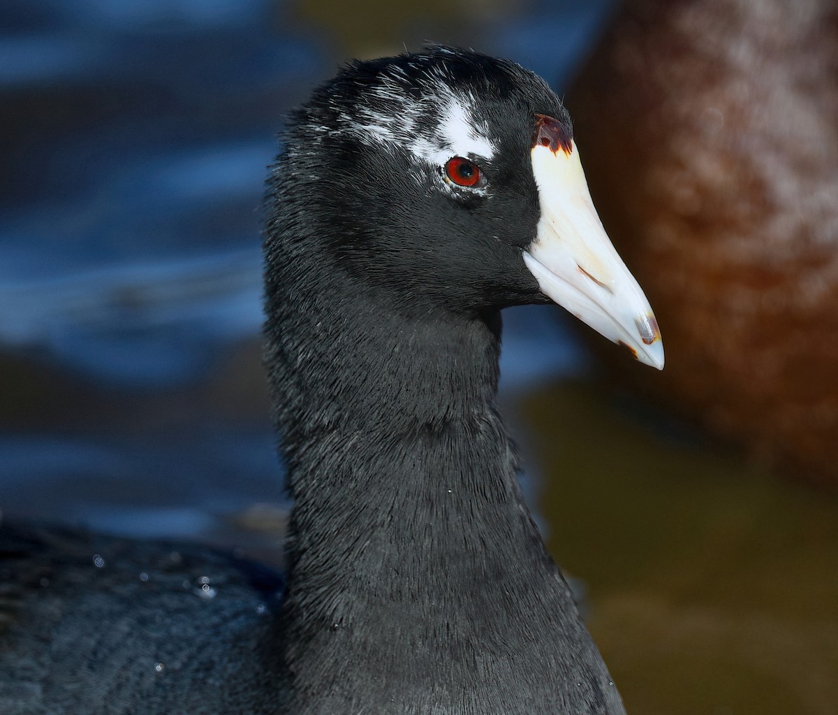 American Coot - Barbara Wise