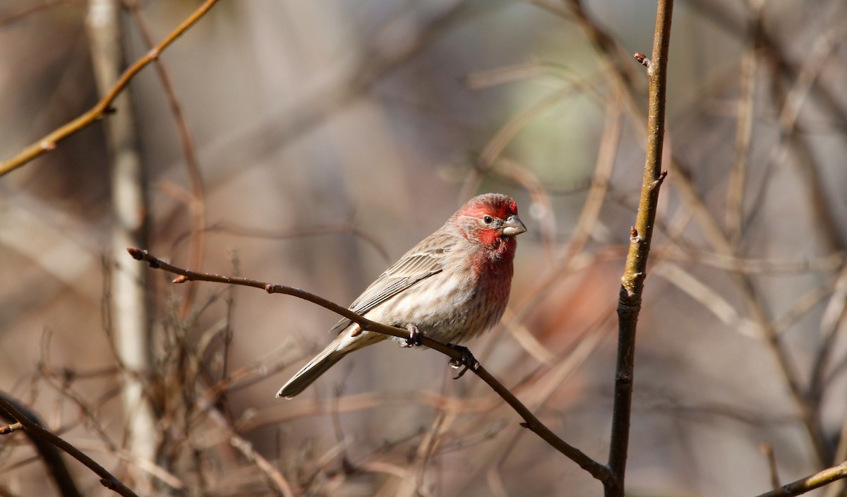 House Finch - Justin Bush