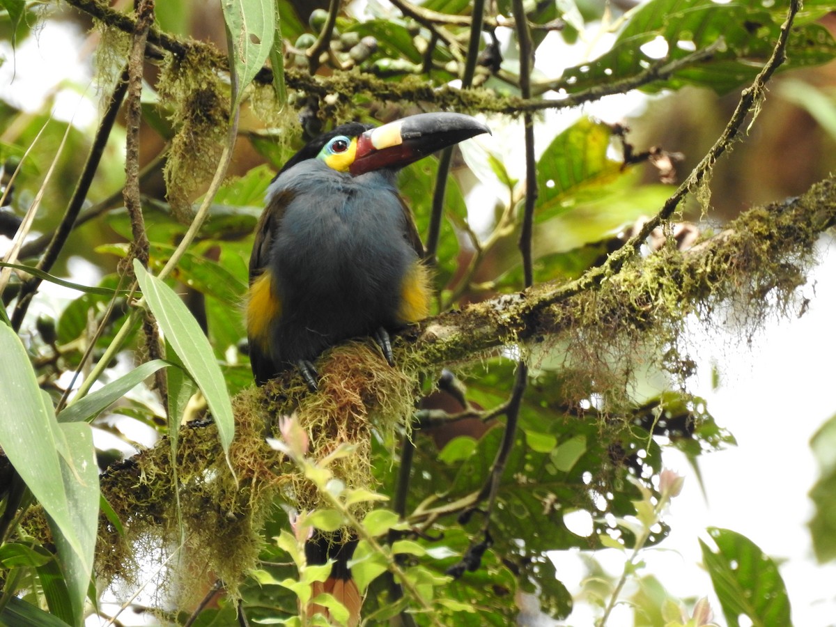 Plate-billed Mountain-Toucan - Sandra  Retamozo