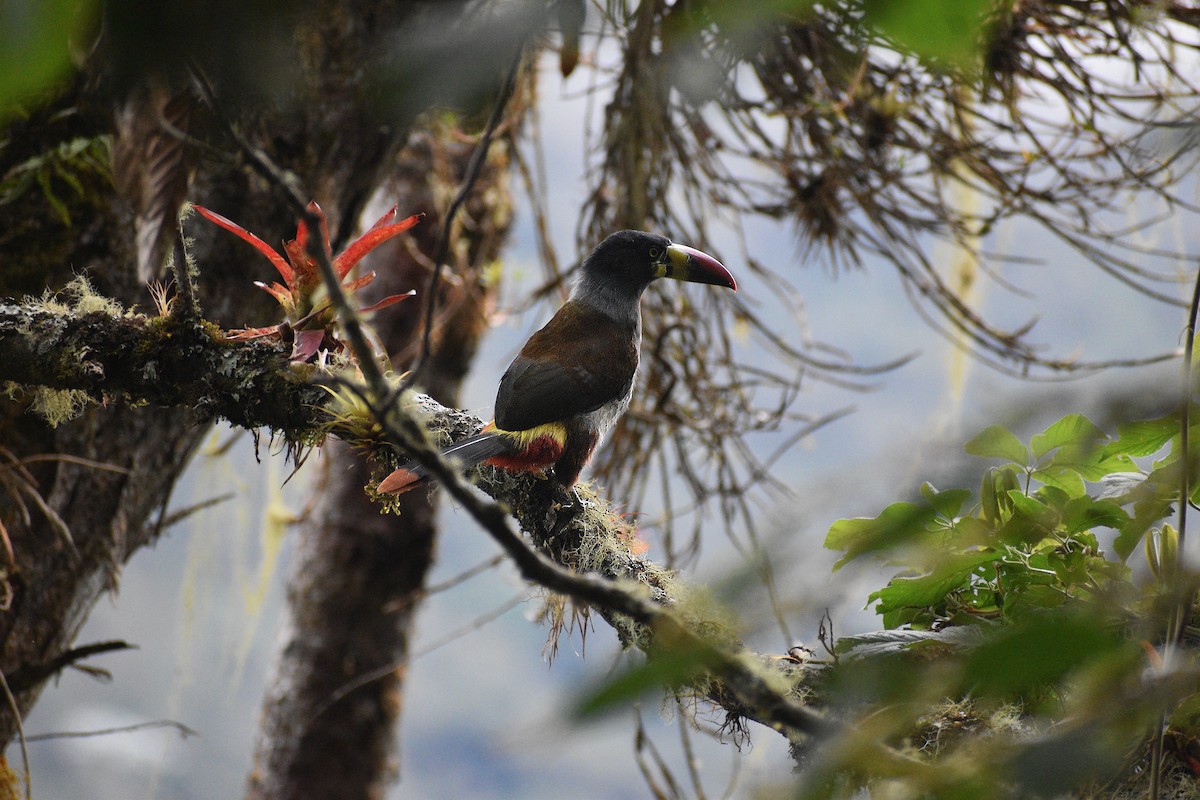 tukan andský - ML611642794