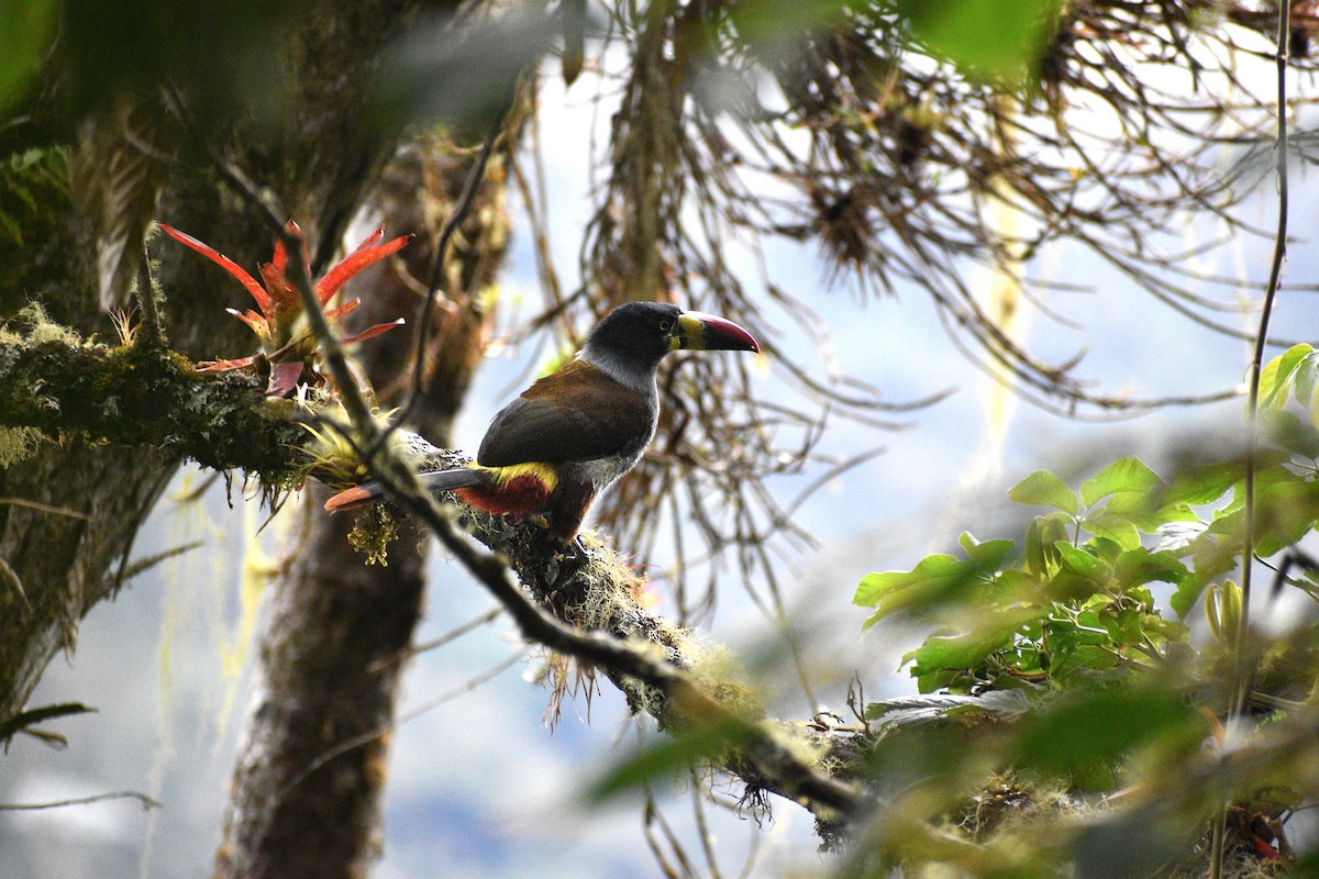 Gray-breasted Mountain-Toucan - Angel Colchado Dominguez