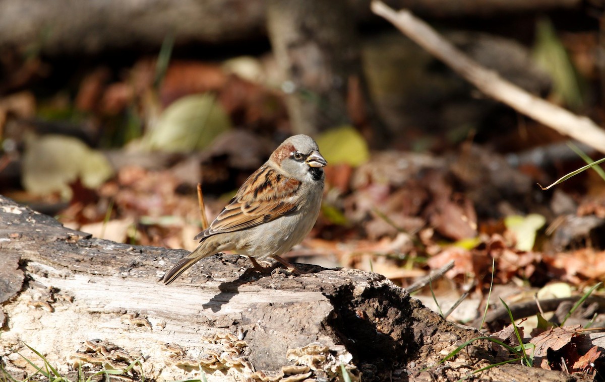 House Sparrow - Justin Bush