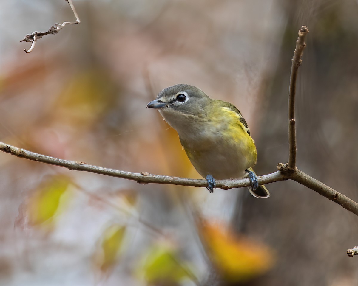 Blue-headed Vireo - Jon Nichols