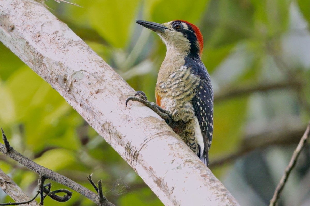 Black-cheeked Woodpecker - ML611642820