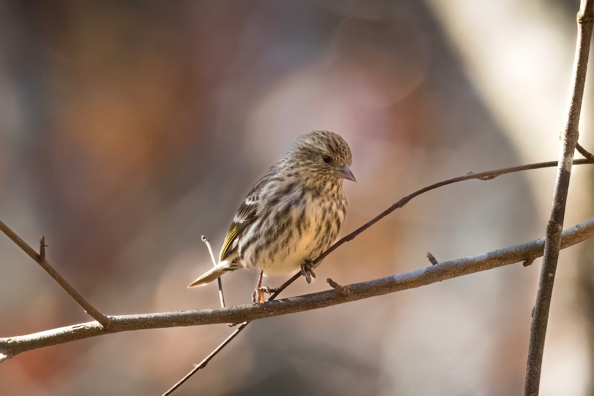 Pine Siskin - LEN OToole