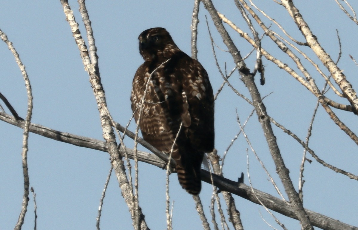 Red-tailed Hawk - ML611642858