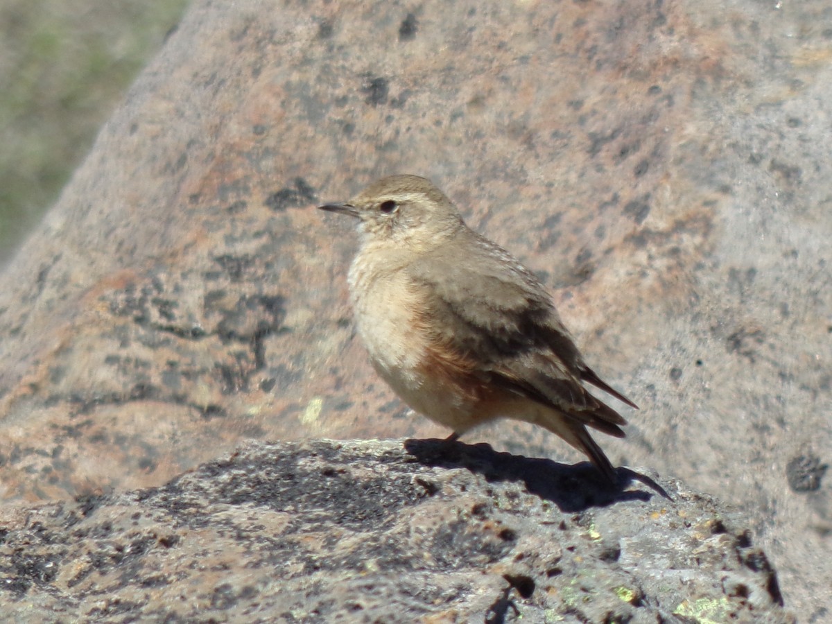 Rufous-banded Miner - ML611642910