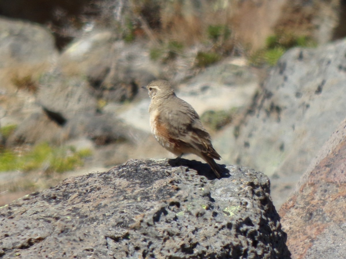 Rufous-banded Miner - ML611642913