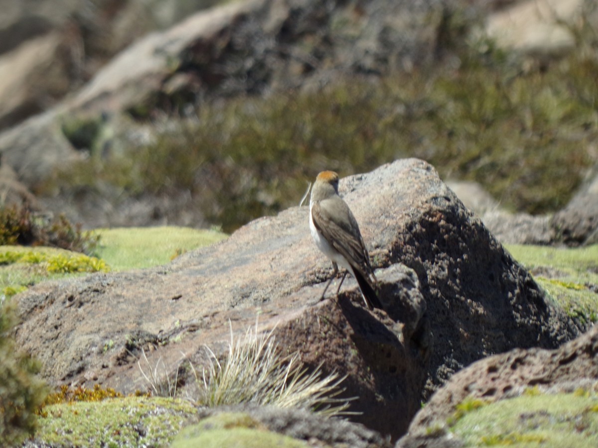White-browed Ground-Tyrant - ML611642921