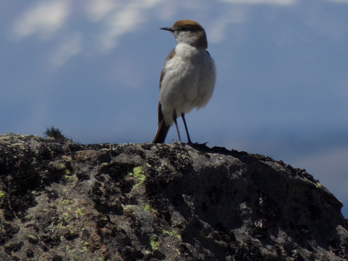 White-browed Ground-Tyrant - ML611642927