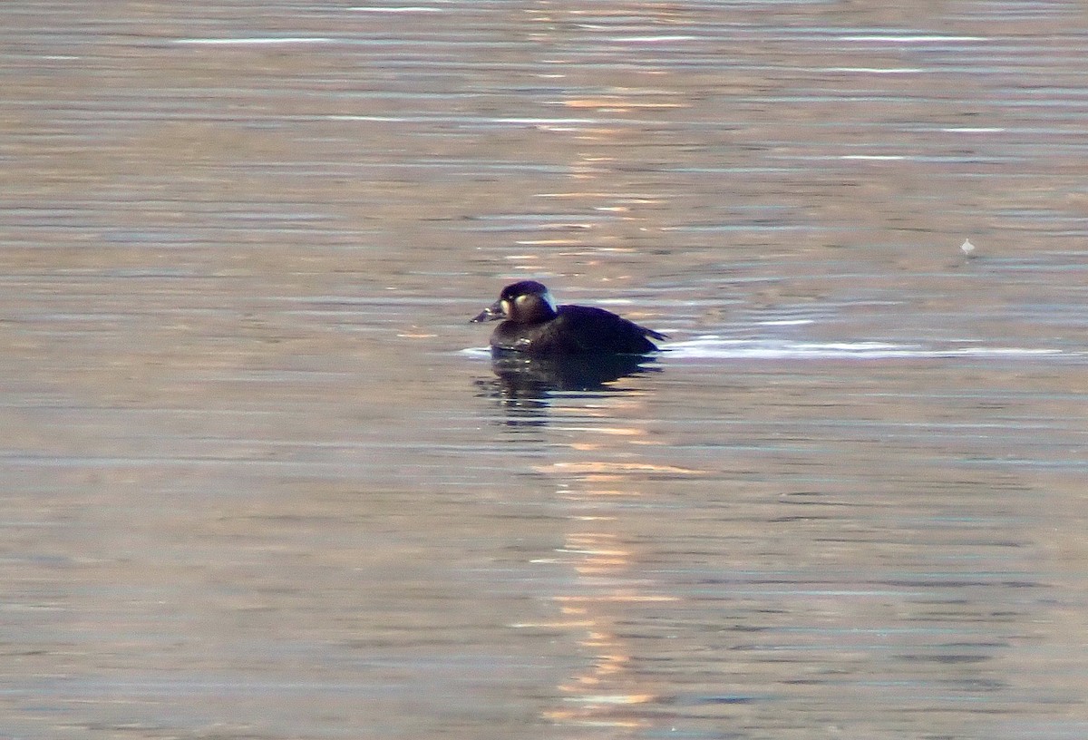 Surf Scoter - ML611642970